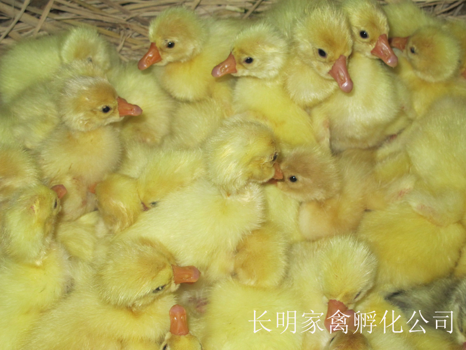 【鵝苗多少錢一只】養(yǎng)殖鵝苗需要注意什么