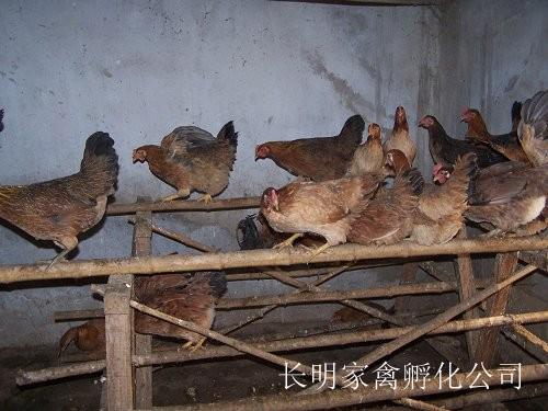 肉鵝養殖多少天出欄