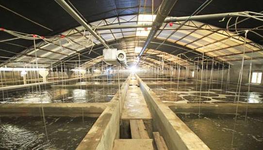 同样是工厂化养殖南美白对虾,为何效益千差万别?