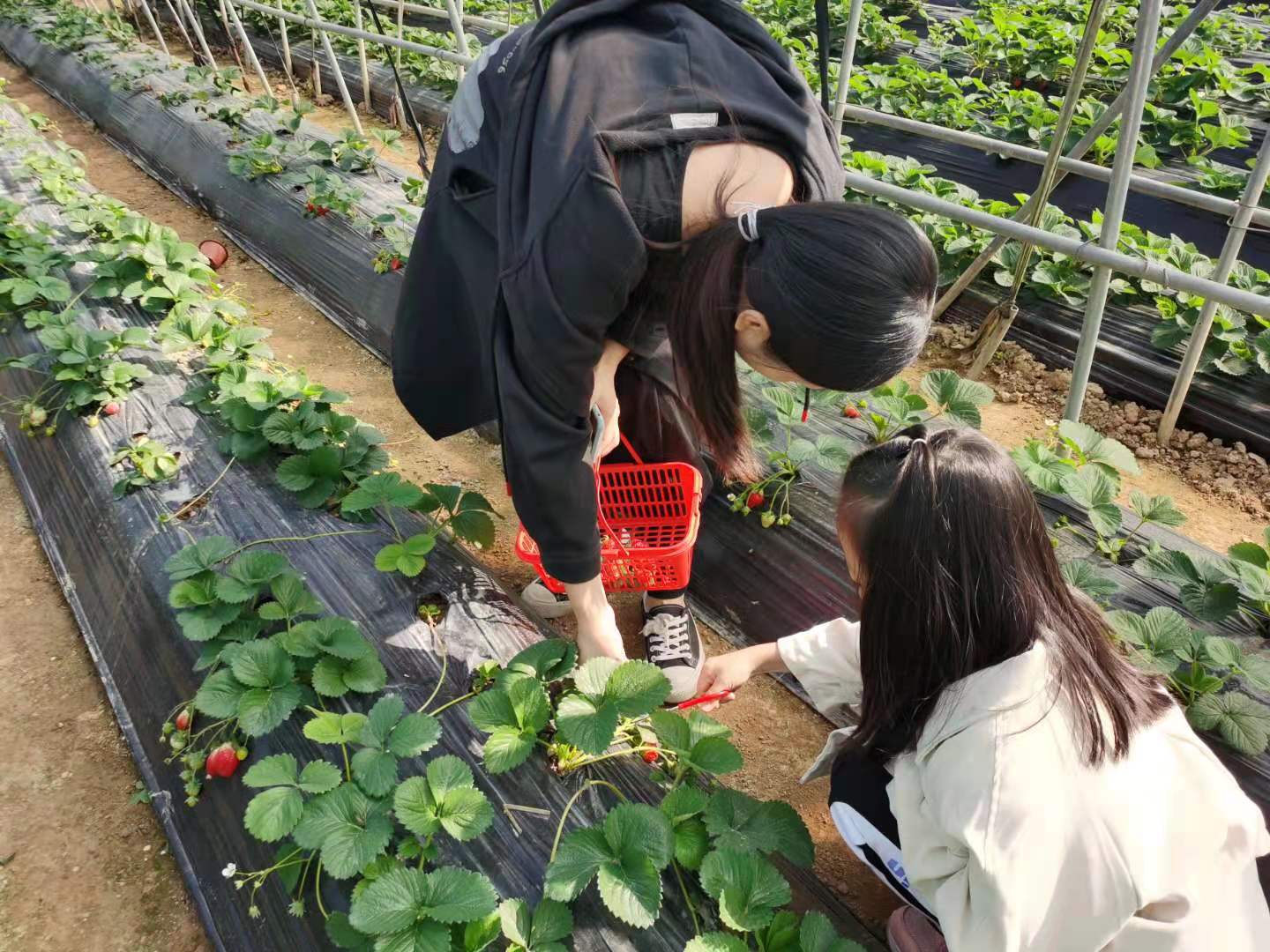 深圳農家樂-樂水山莊蔬果采摘