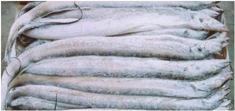 【上海冷冻鱼进口报关】进境动植物检疫许可证申请指引