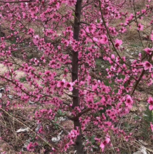 桃树实实在在的省钱 绛县呈盛苗木