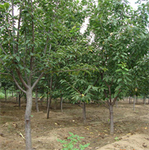 6公分樱桃树现场挖苗 成活率高 绛县呈盛苗木