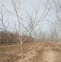 核桃树现场挖苗 成活率高 绛县呈盛苗木