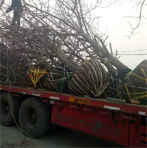 直径15公分核桃树批发价格 绛县呈盛苗木