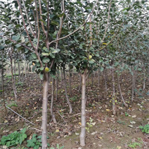 苹果树规格不同价格不同 绛县呈盛苗木