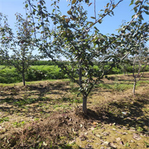 梨树现场挖苗 成活率高 绛县呈盛苗木