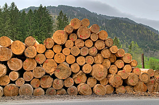 木材進口報關一站式代理案例分享