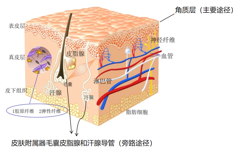 皮肤附属器毛囊皮脂腺和汗腺导管